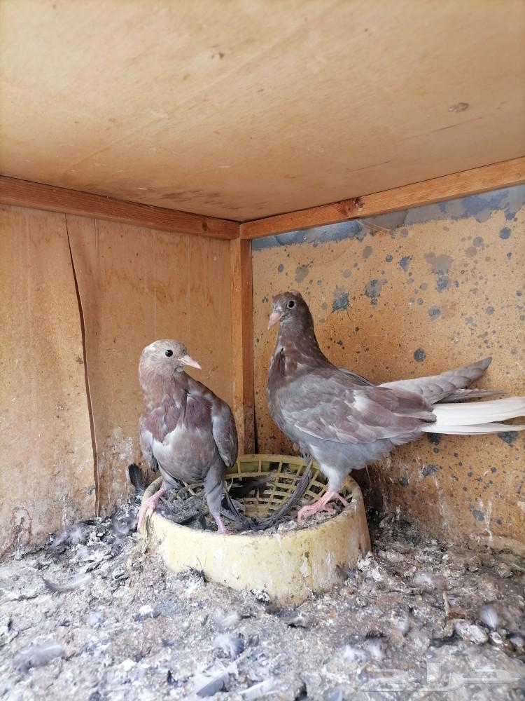 طبات قطايف للبيع (تم البيع)63166837155458111