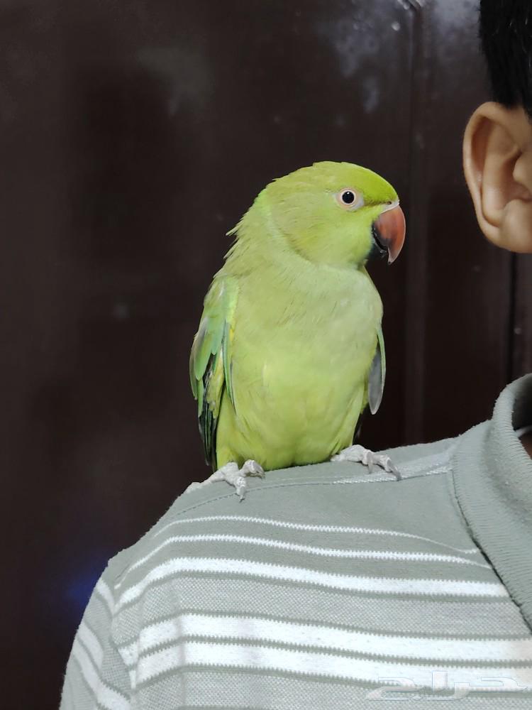 Dara Hindi Alif63009525717507111