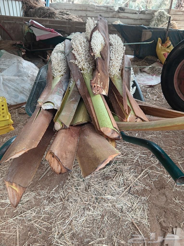 يوجد لدنيا لقاح قص جديد وحبه كبيره بودرة فل63167308934018111