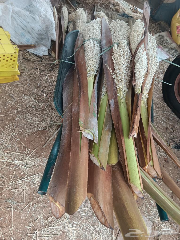 يوجد لدنيا لقاح قص جديد وحبه كبيره بودرة فل63167308934018113