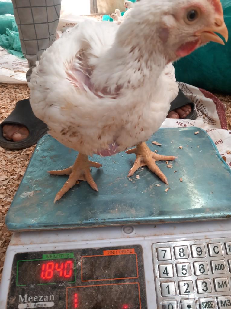 دجاح631701579756831122