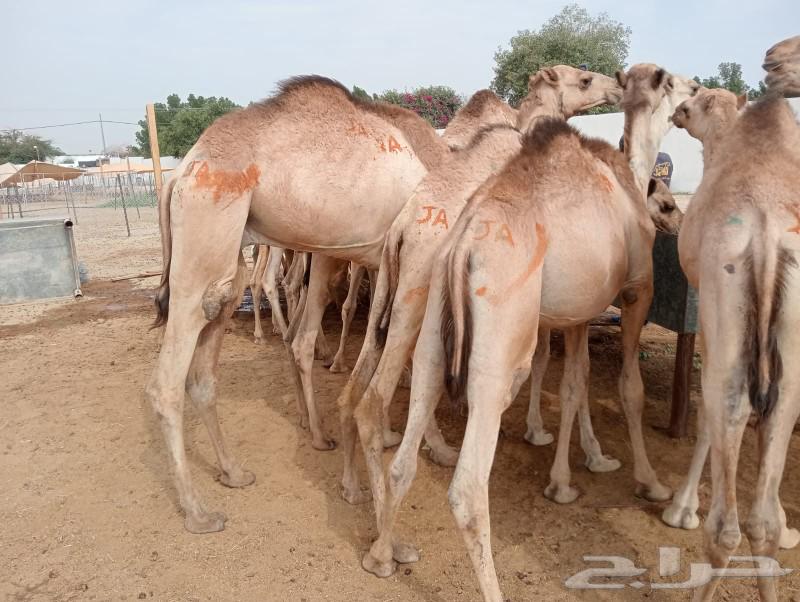 حشوان صومالية للعزايم الرمضانية63166829422081114