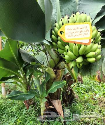 Dwarf Cavendish banana seedlings and others63165468117761112