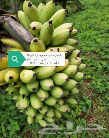 Dwarf Cavendish banana seedlings and others63165468117761113