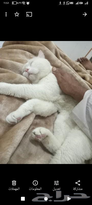 مكافأه قسم بالله العظيم 3000 الاف ريال اللي يجد هالقط63173592414465113