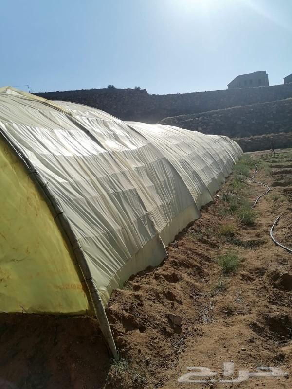 Plastic greenhouse, water pump, and pipes63165432889987112