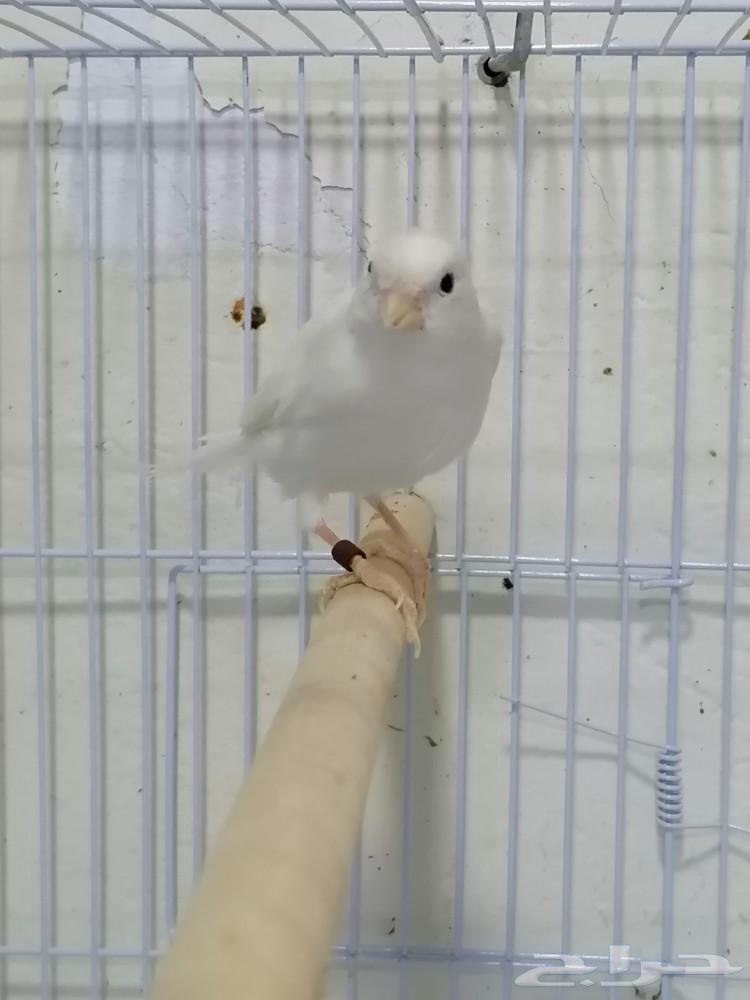 Female Syrian white canary63165444075651113