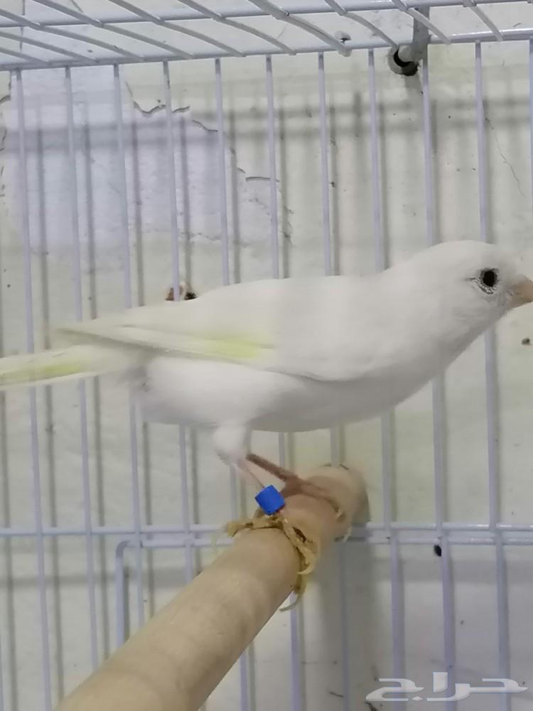Female Syrian white canary63165444075651111