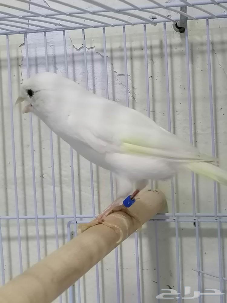 Female Syrian white canary63165444075651112
