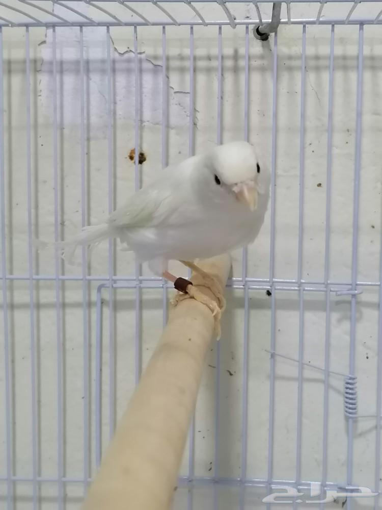 Female Syrian white canary63165444075651114