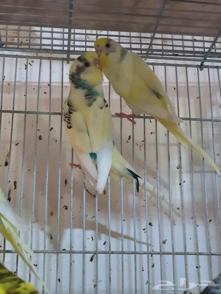 زوج بادجي منتج تحته 3 فروخ63504719330562111