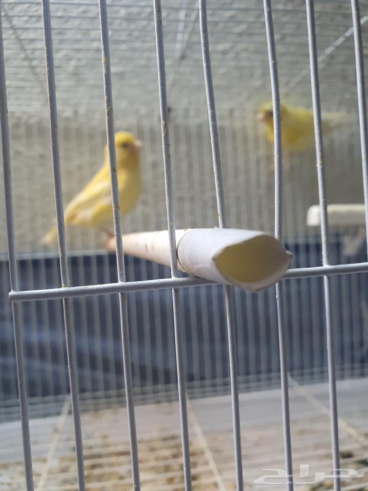 Canary for sale63165437037571114