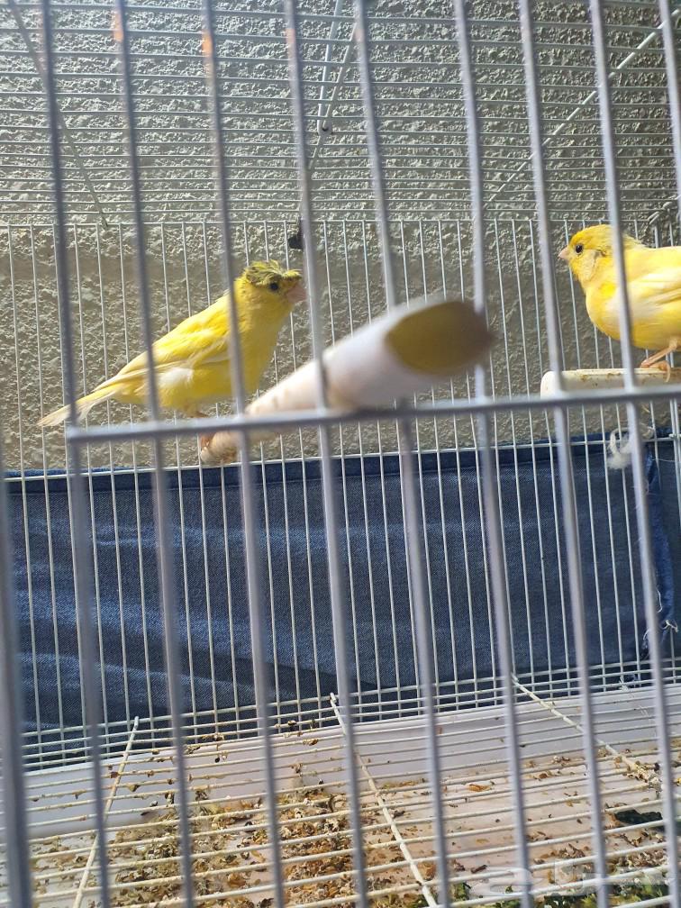 Canary for sale63165437037571113
