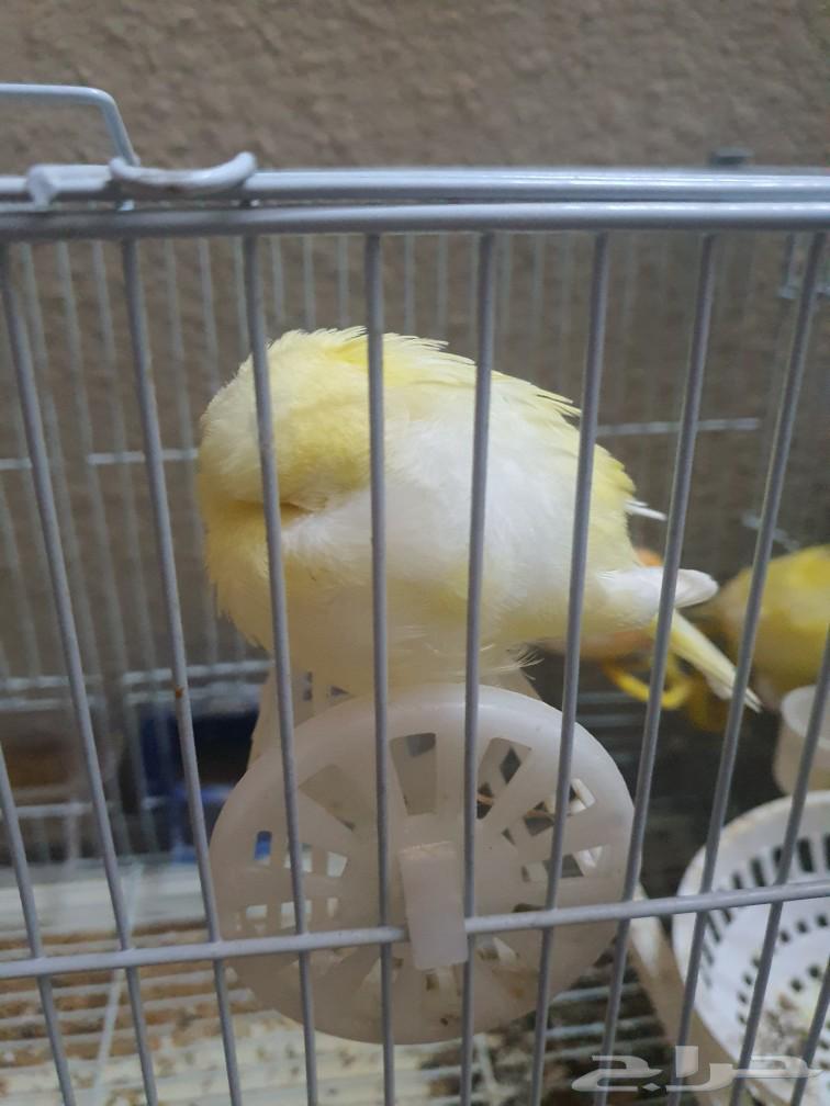 Canary for sale63165437037571111