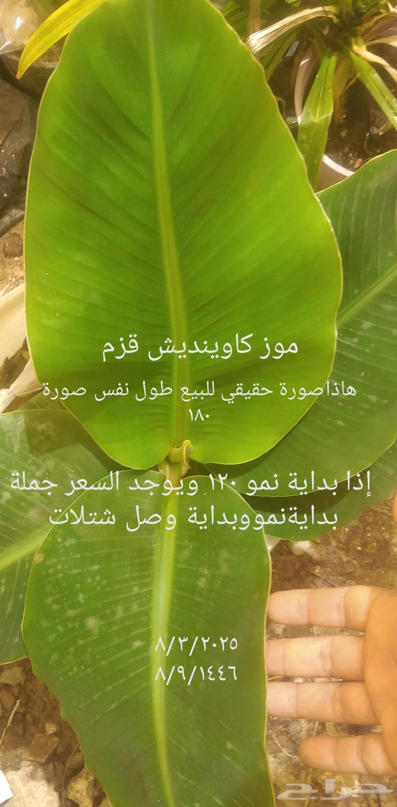 Dwarf Cavendish banana seedlings and others63165468117761111