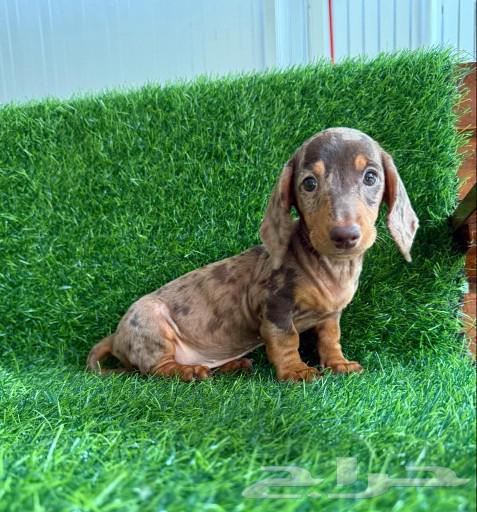 Dachshund with special color (dachshund)63114566387842111