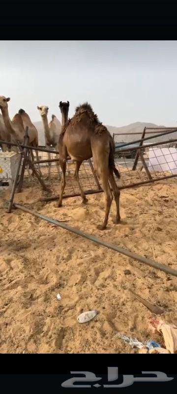 Qaadan Mabadi is for sale, located in Najran63141195027203113