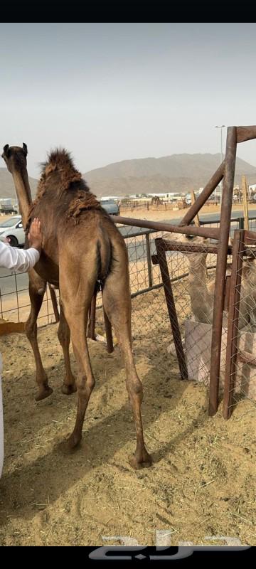 Qaadan Mabadi is for sale, located in Najran63141195027203112