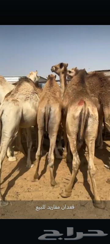 Qaadan Mabadi is for sale, located in Najran63141195027203111