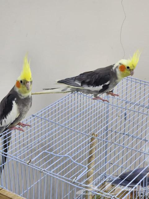 Cranes63092967193089113