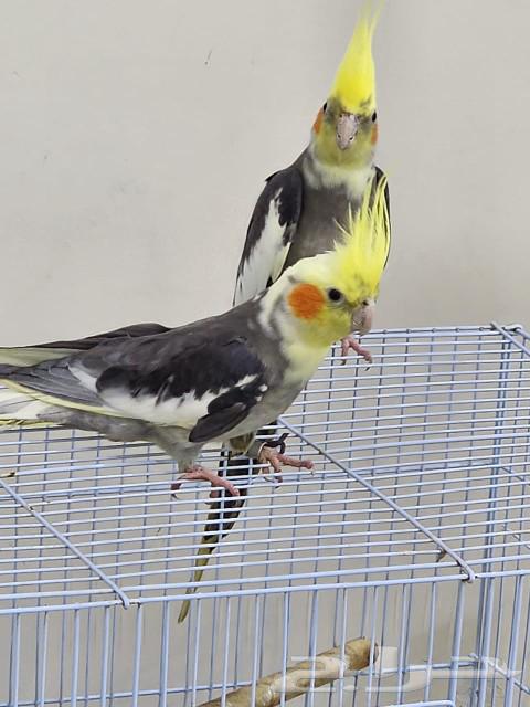 Cranes630929671930891120