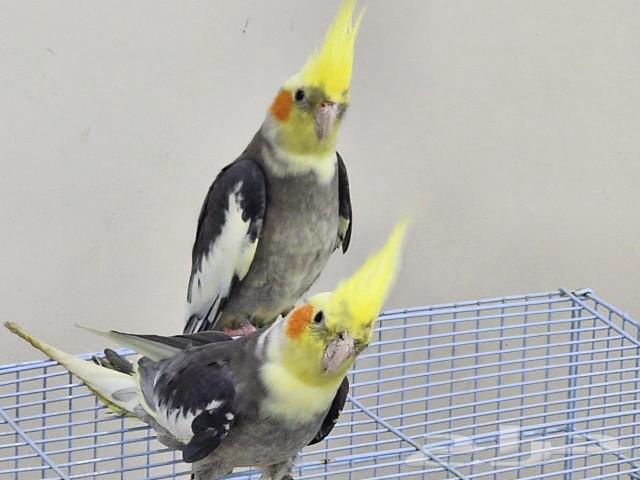 Cranes63092967193089111