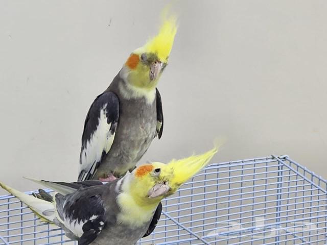 Cranes63092967193089112