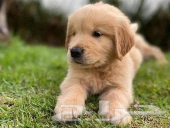 golden retriever Gravy Golden Retriever 3000 Sr63010712553987119
