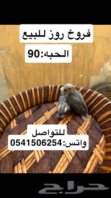 Fresh roses for sale630907352203551129