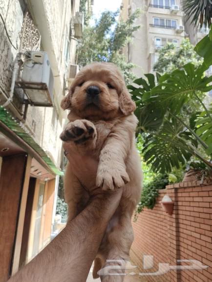 golden retriever Gravy Golden Retriever 3000 Sr63010712553987112