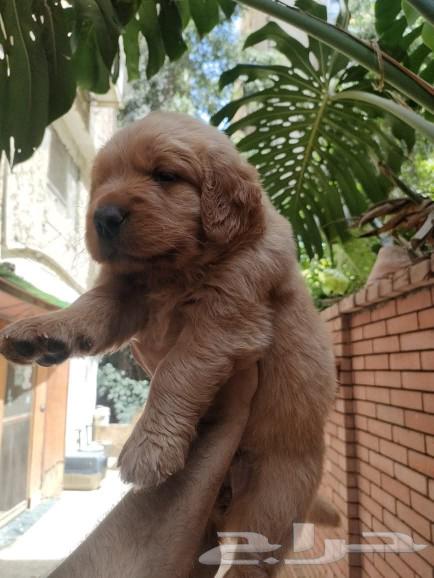 golden retriever Gravy Golden Retriever 3000 Sr63010712553987113