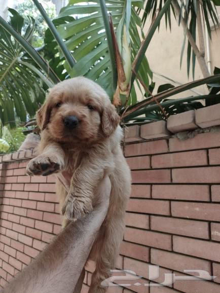 golden retriever Gravy Golden Retriever 3000 Sr63010712553987111