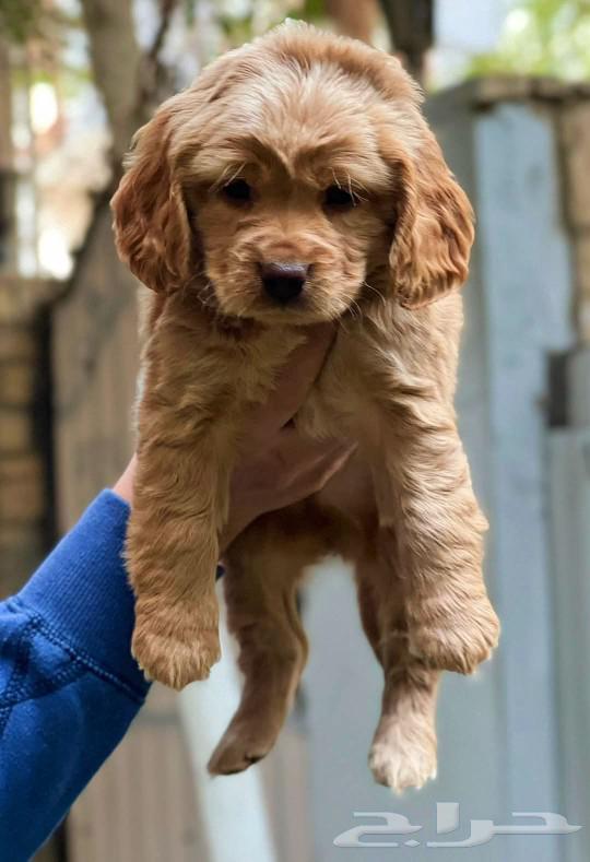 golden retriever Gravy Golden Retriever 3000 Sr63010712553987114