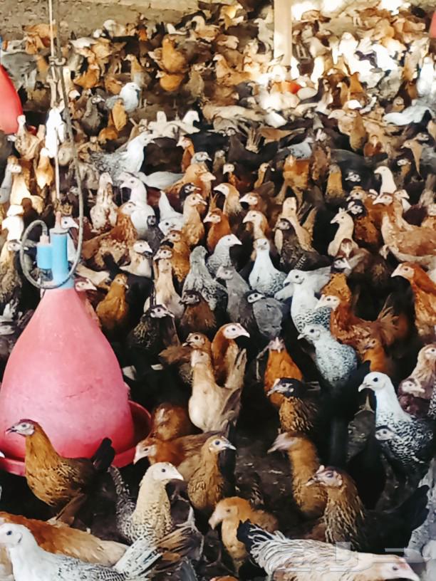 صوص دجاج بلدى اعمار مختلفة63010712667265112