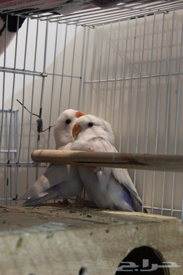 زوجين روز (4 طيور)63475593999619111
