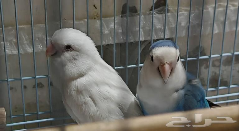 زوجين روز (4 طيور)63475593999619112