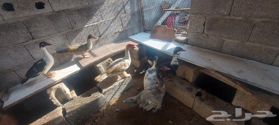 My breeders 3 males 4 females for sale63087981620867112