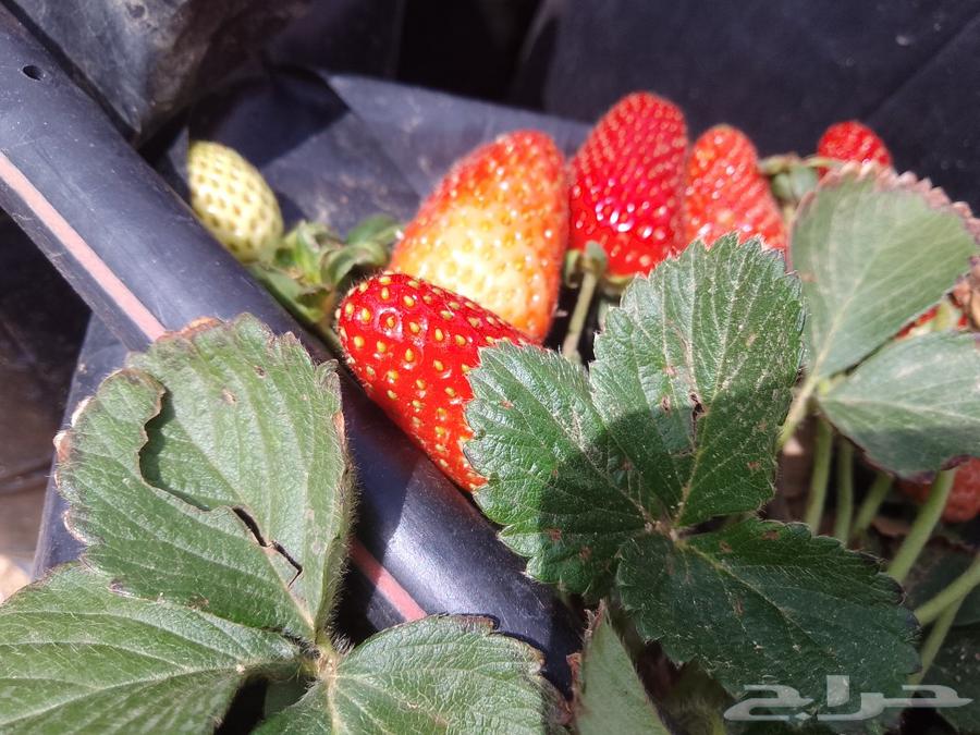 Strawberries for sale in Marrakech630887556069141115