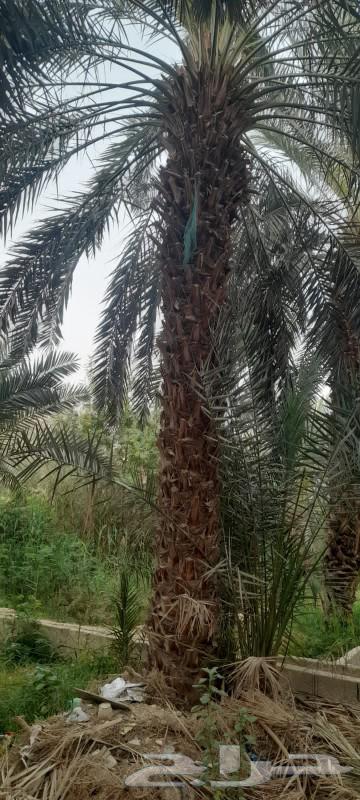Date palm trees for sale630887812687391110