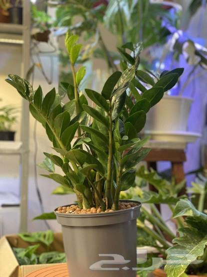 Zamia plant Black Zamia63087568845570112