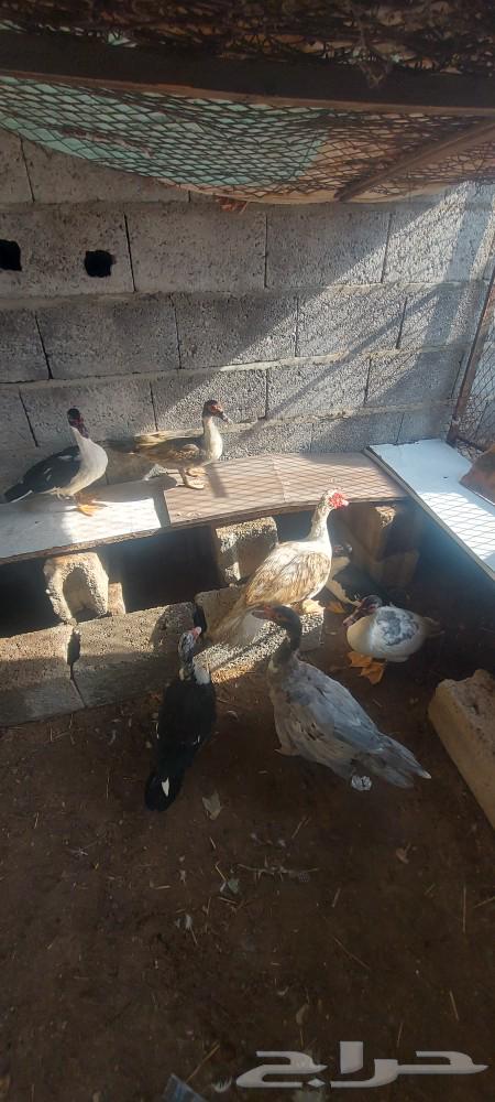 My breeders 3 males 4 females for sale63087981620867117
