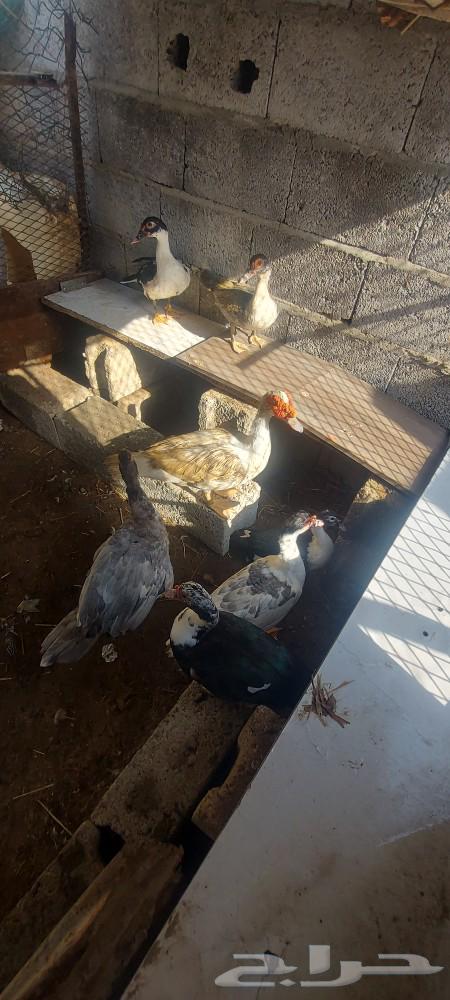 My breeders 3 males 4 females for sale63087981620867111
