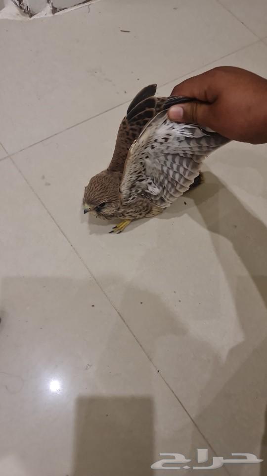 Riyadh634743128276511118