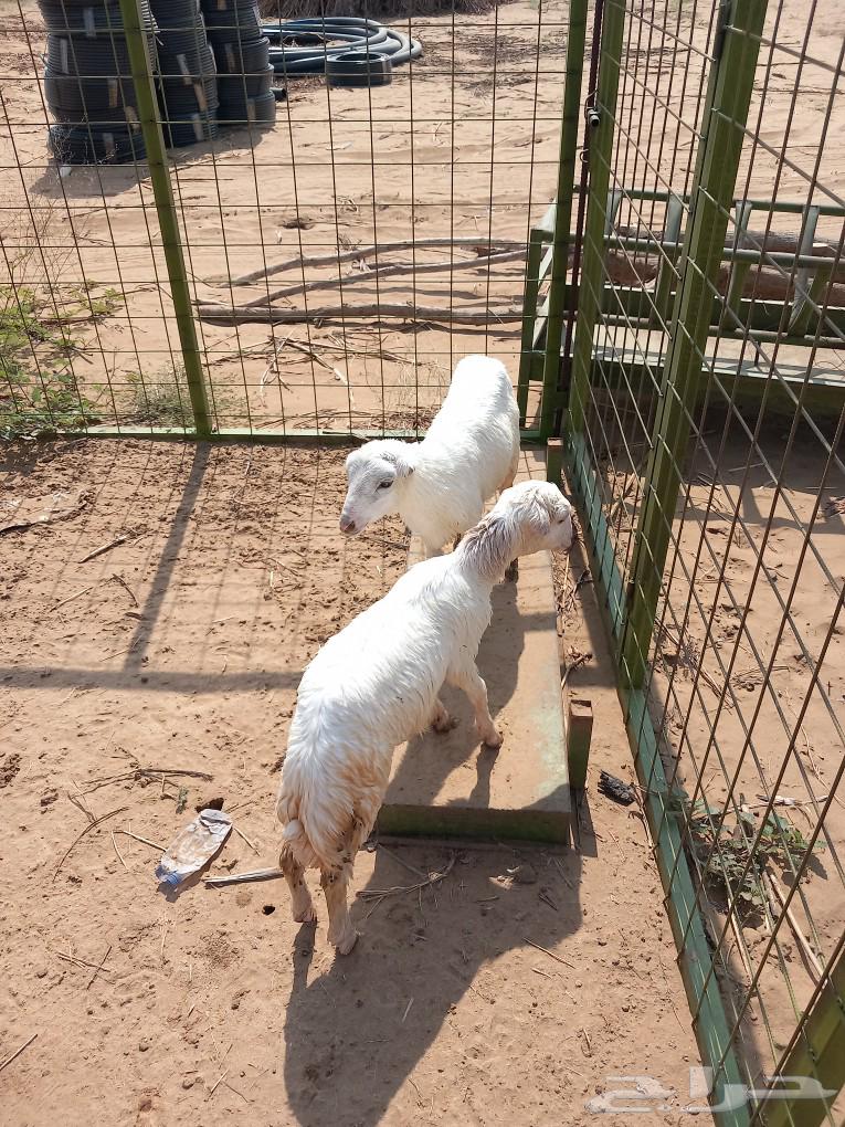 Cattle63087966849027111