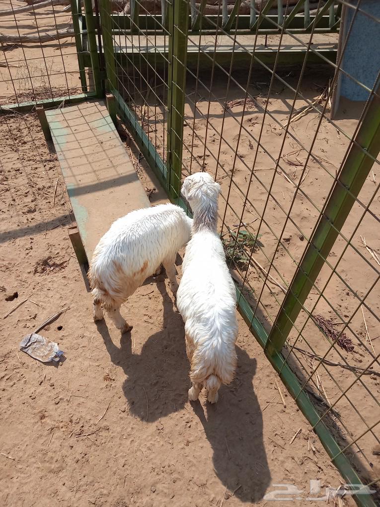 Cattle63087966849027112