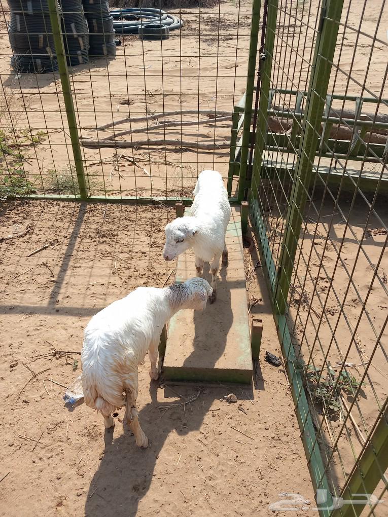 Cattle63087966849027115
