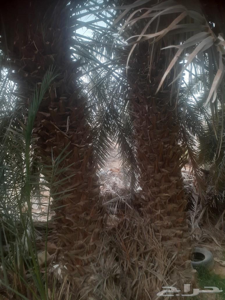 Date palm trees for sale63088781268739113