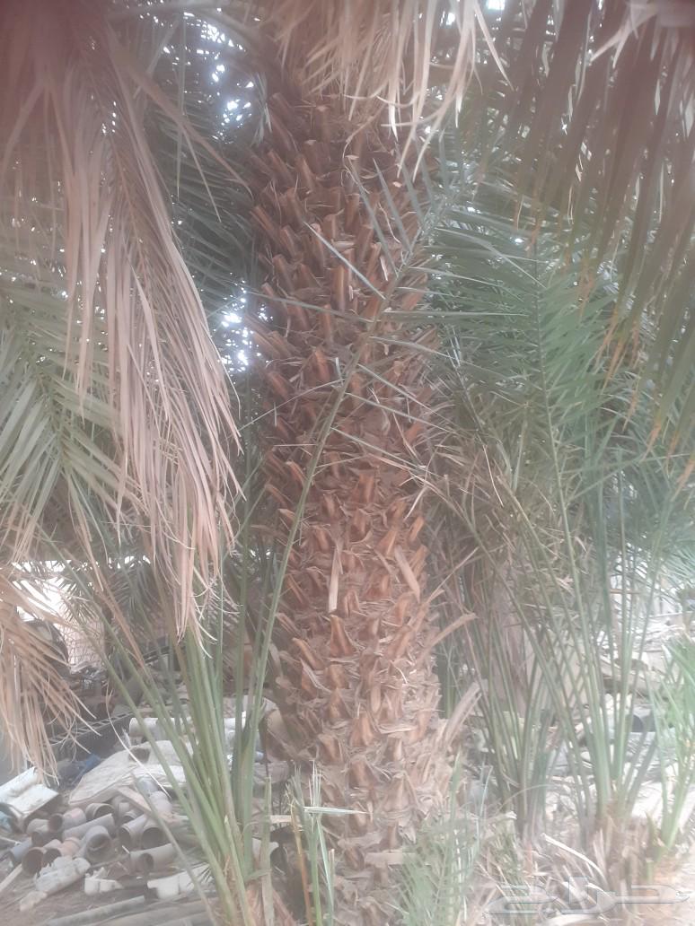 Date palm trees for sale63088781268739112