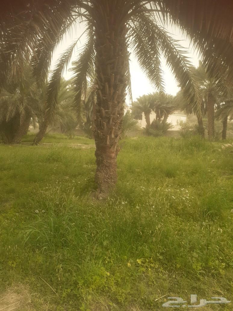 Date palm trees for sale63088781268739111