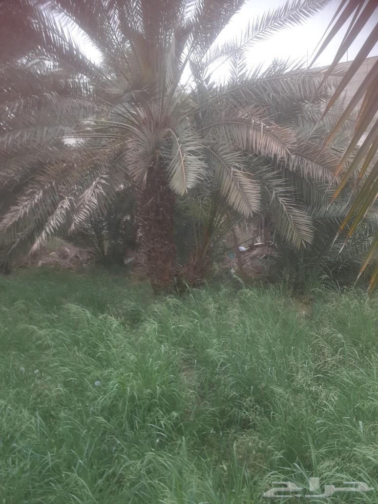 Date palm trees for sale63088781268739114